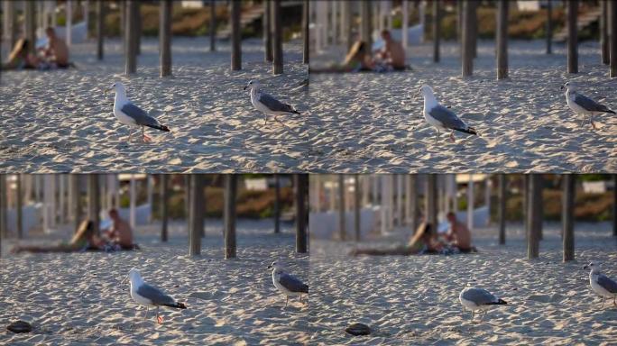 饥饿的海鸥在海滩上寻找食物和食物。慢动作