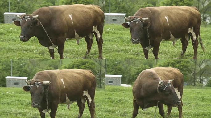 牧场草地上的公牛动物放牧