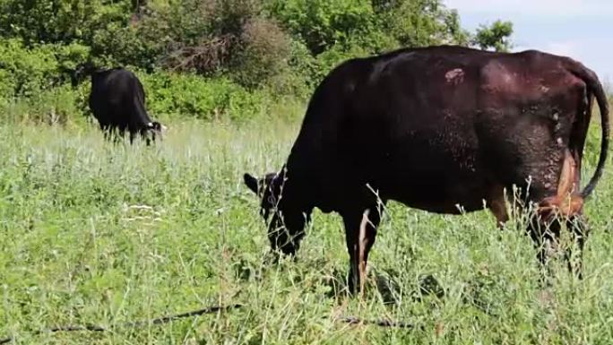 黑色牛在草地上吃草