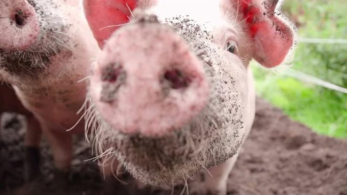 有机猪在泥土中鼻烟生根