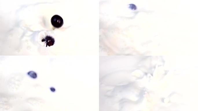 蓝莓掉入牛奶的两个视频-真正的慢动作