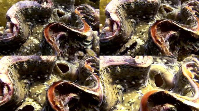 海洋生物 -- 巨蛤