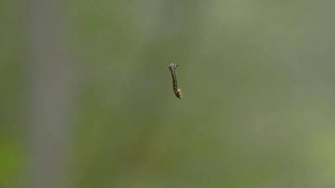 一只小蛾子爬在绳子上