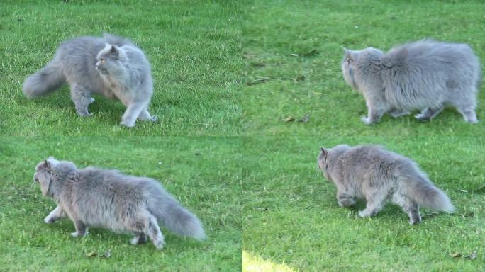 英国猫在夏季住所的草地上行走