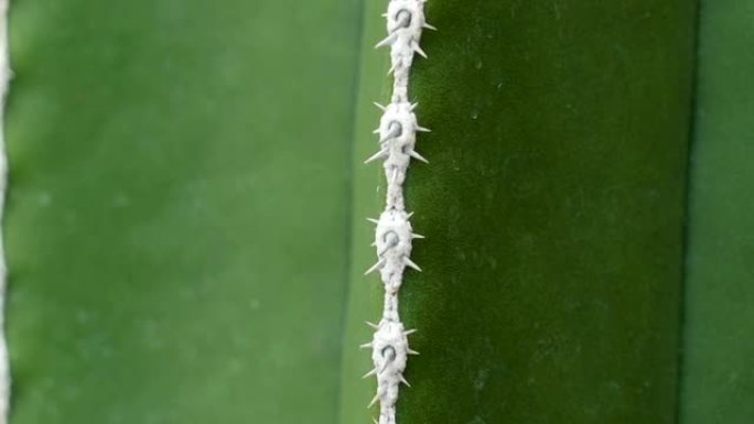 爱尔兰仙人掌植物的白色穗状花序