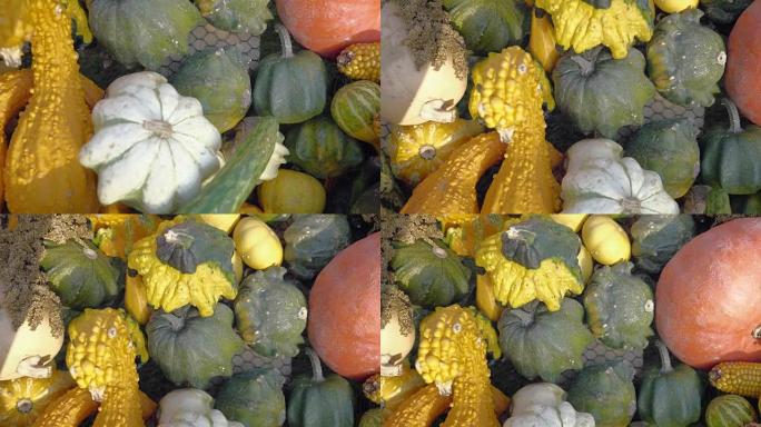 南瓜收获。万圣节南瓜。秋天的乡村乡村背景与蔬菜骨髓。