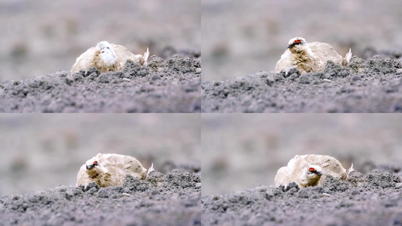 北极地区斯瓦尔巴雷鸟松鸡的特写