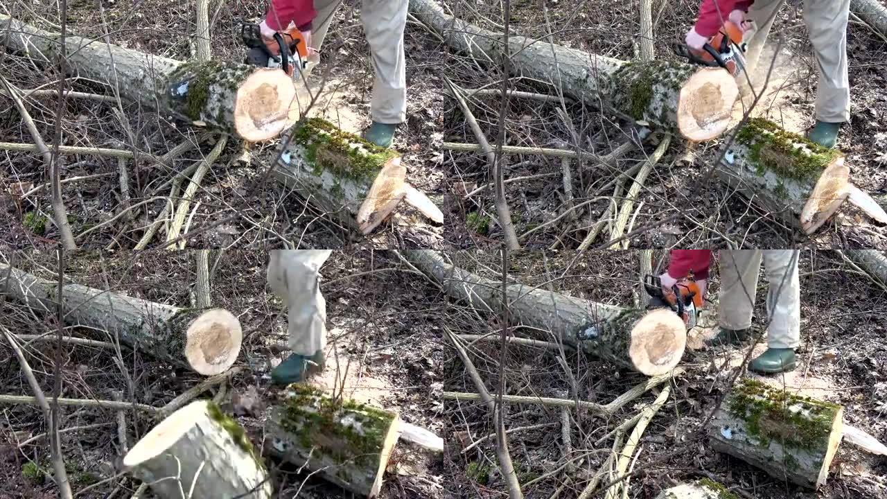 用链锯工具砍伐森林中的工人