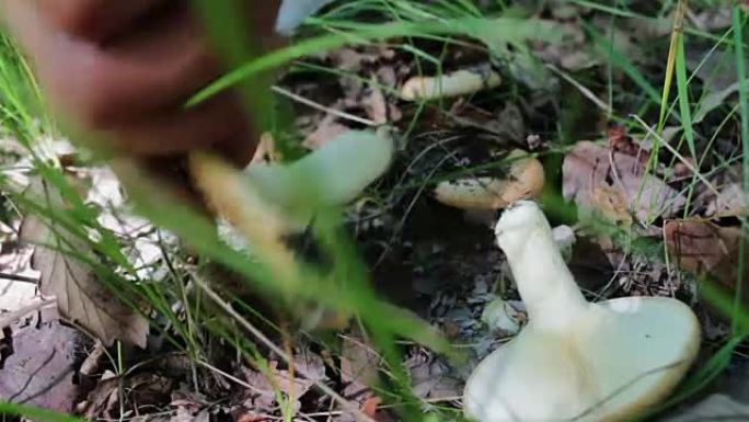 男人在森林里用刀切蘑菇。雨后收割蘑菇，特写