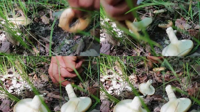 男人在森林里用刀切蘑菇。雨后收割蘑菇，特写