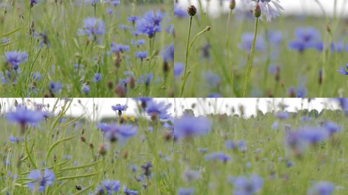 野花。矢车菊