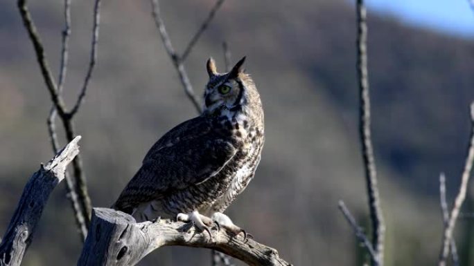 大角鸮，Bubo virginianus