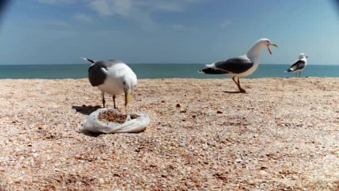 沙滩上的海鸥聚集在一起觅食，互相喊叫，吃面包