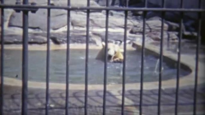 1973: 灰熊只是在动物园的家中发冷。