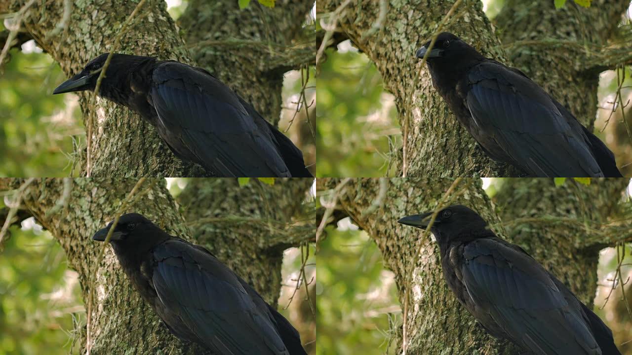 乌鸦乌鸦黑鸟坐在树上