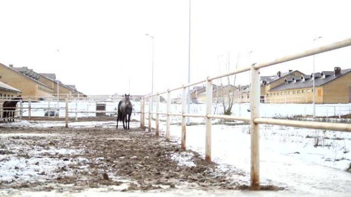 冬日在马stable里的黑马从鼻孔里吸出蒸汽