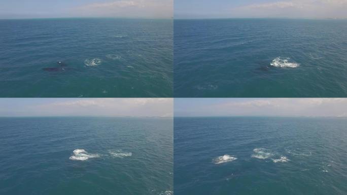 夏威夷毛伊岛4k空中无人机，鲸鱼婴儿破口