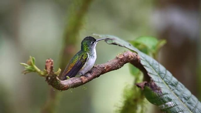 安第斯翡翠，Agyrtria franciae，栖息在厄瓜多尔的雨林中