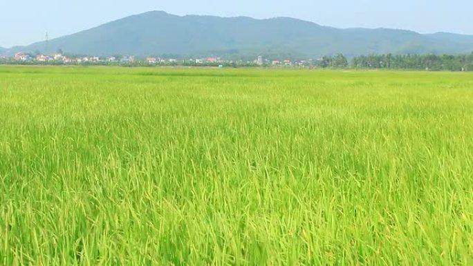 美丽的绿地景观，稻秆在风中摇曳