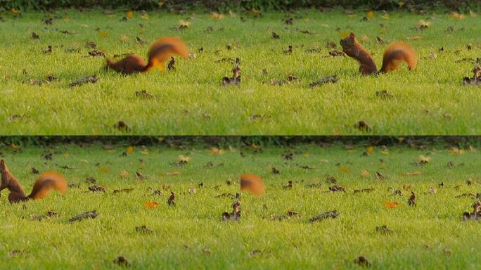 松鼠在空地上跳到草地上。