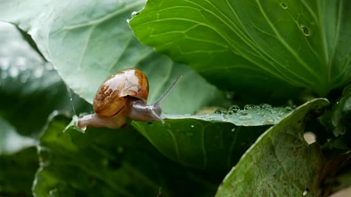 小蜗牛在雨中爬在白菜叶上。