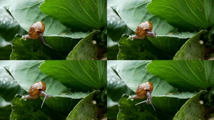 小蜗牛在雨中爬在白菜叶上。