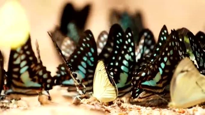 蝴蝶是吃地上的矿物质，选择焦点。