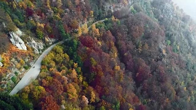 在五颜六色的秋天森林中，摩托车在道路上行驶的前空中俯视图。秋天的橙色，绿色，黄色的红树树林。山雾街道