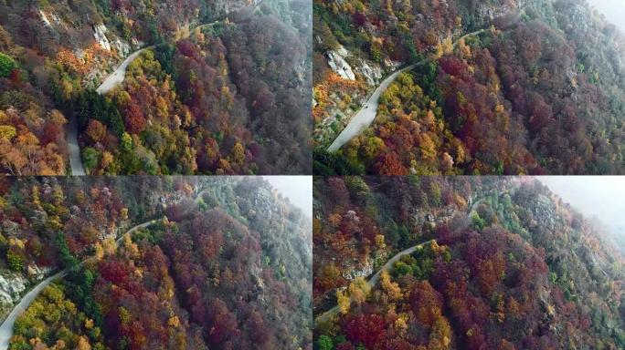 在五颜六色的秋天森林中，摩托车在道路上行驶的前空中俯视图。秋天的橙色，绿色，黄色的红树树林。山雾街道