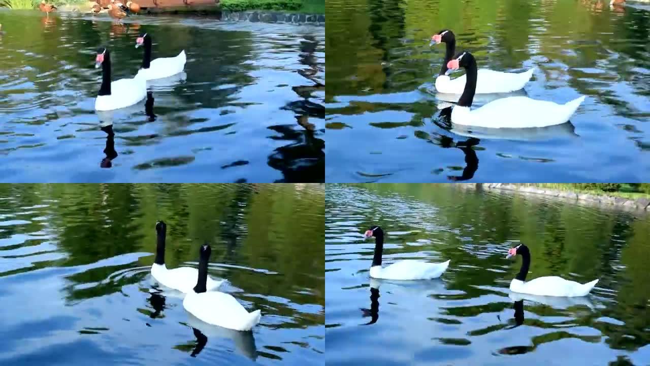 亲切的两只黑颈天鹅在池塘里