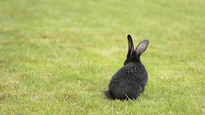 绿色草地上的黑兔