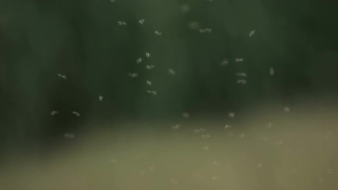 蚊子，黄昏的蚊子