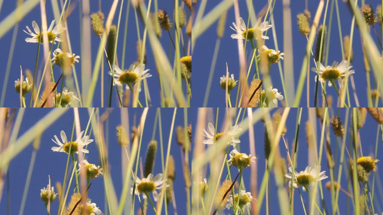 阳光下的野花。使用偏振滤光片拍摄