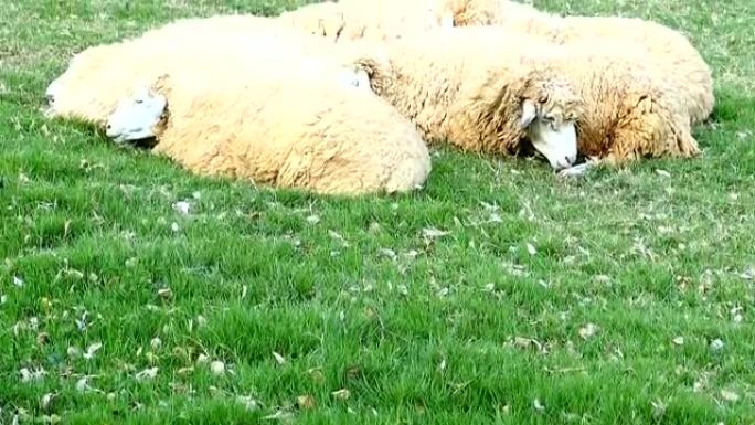 绿色草地上的绵羊