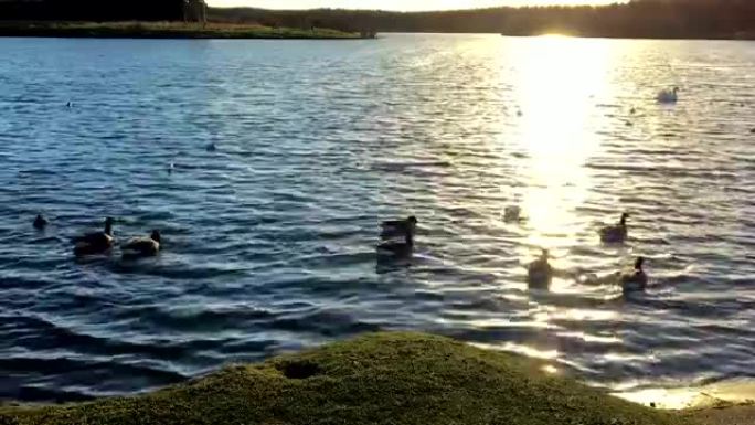 夕阳映照着荡漾的湖水，鸭子游泳