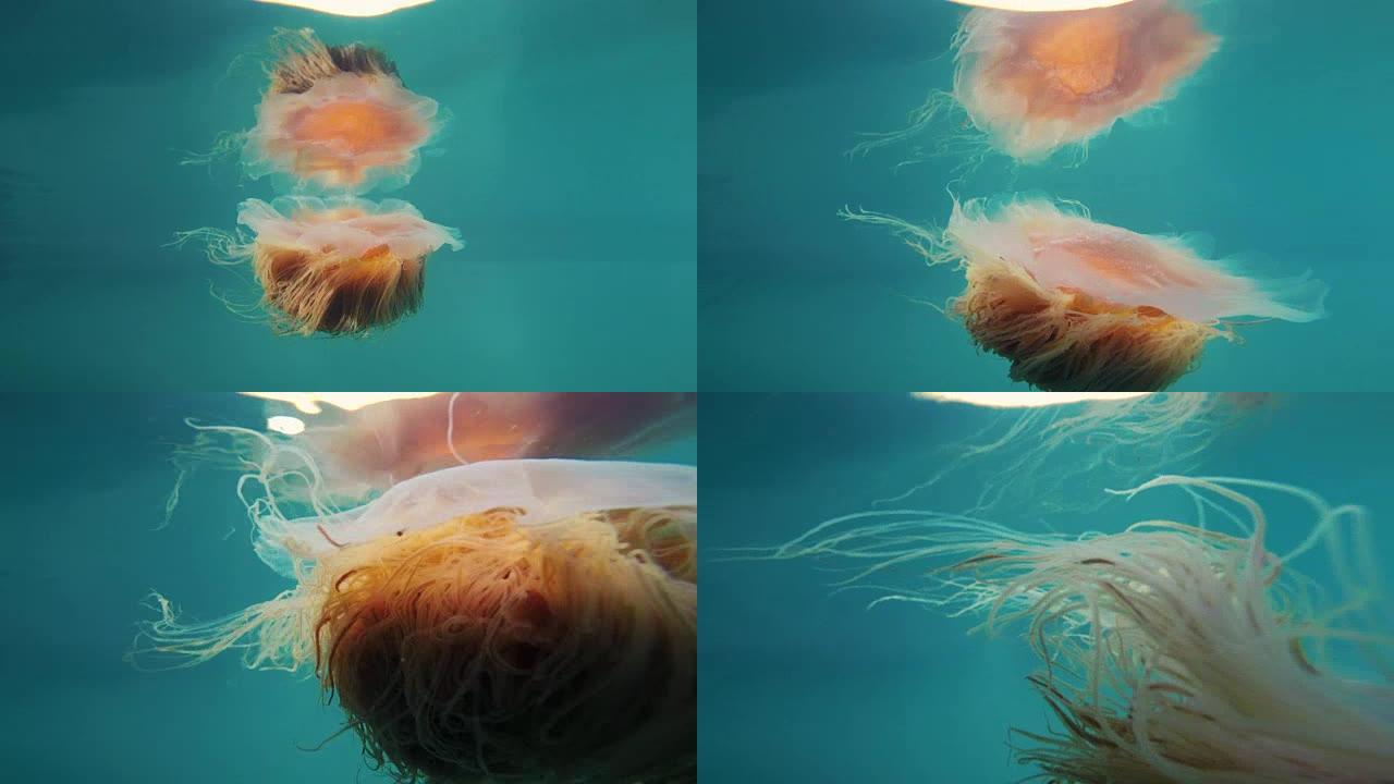明亮的橙色水母沿着阿拉斯加复活湾游泳