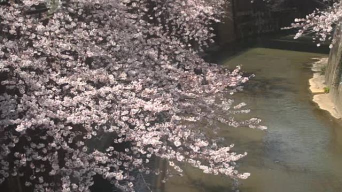 樱花中拍在Shakujii河上