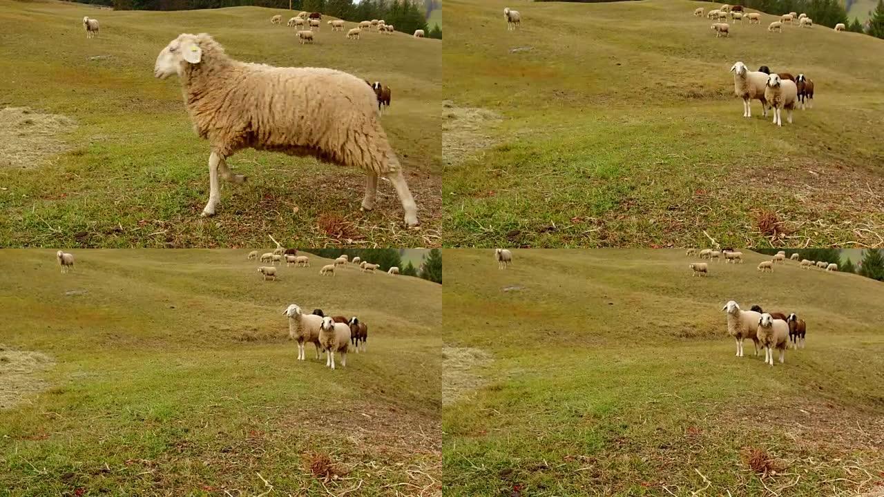 在多洛米蒂阿尔塔巴迪亚放牧的绵羊