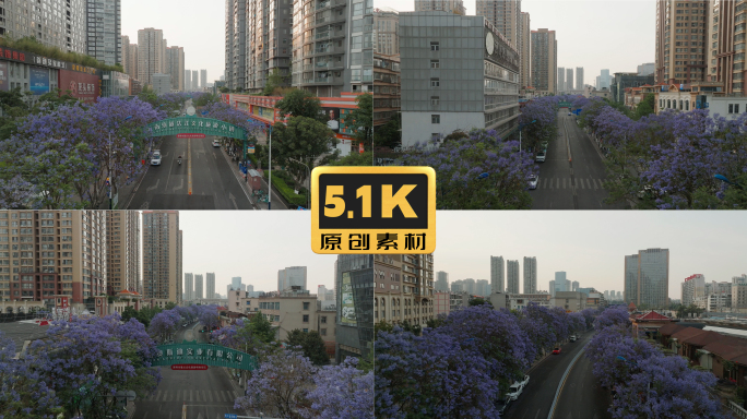 5K-昆明联盟路上蓝花楹盛开，街道航拍