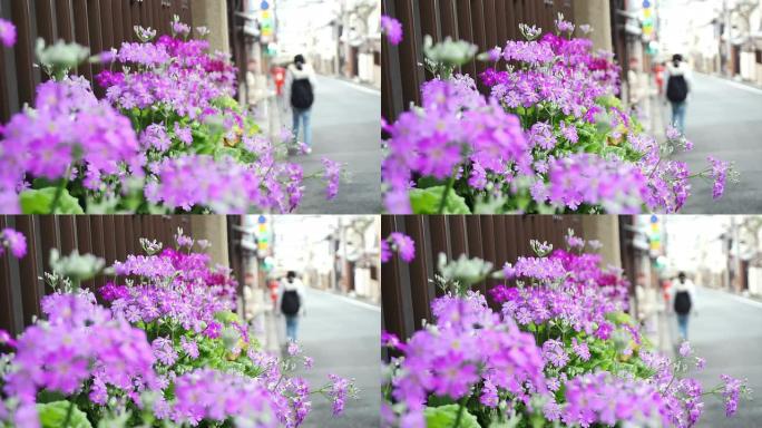 游客沿街散步，边上有紫色的花