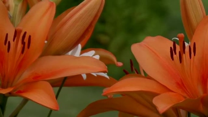 橙色百合和白色雏菊。摄像机移动。