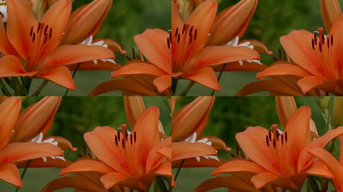 橙色百合和白色雏菊。摄像机移动。