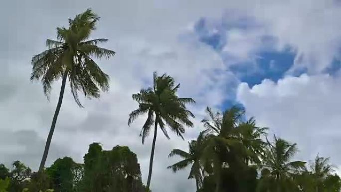 在泰国雨季暴风雨来临之前，强风震撼了椰树。