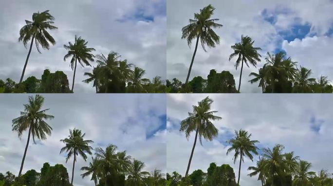 在泰国雨季暴风雨来临之前，强风震撼了椰树。