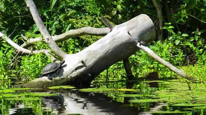 两只乌龟坐在河里的木头上