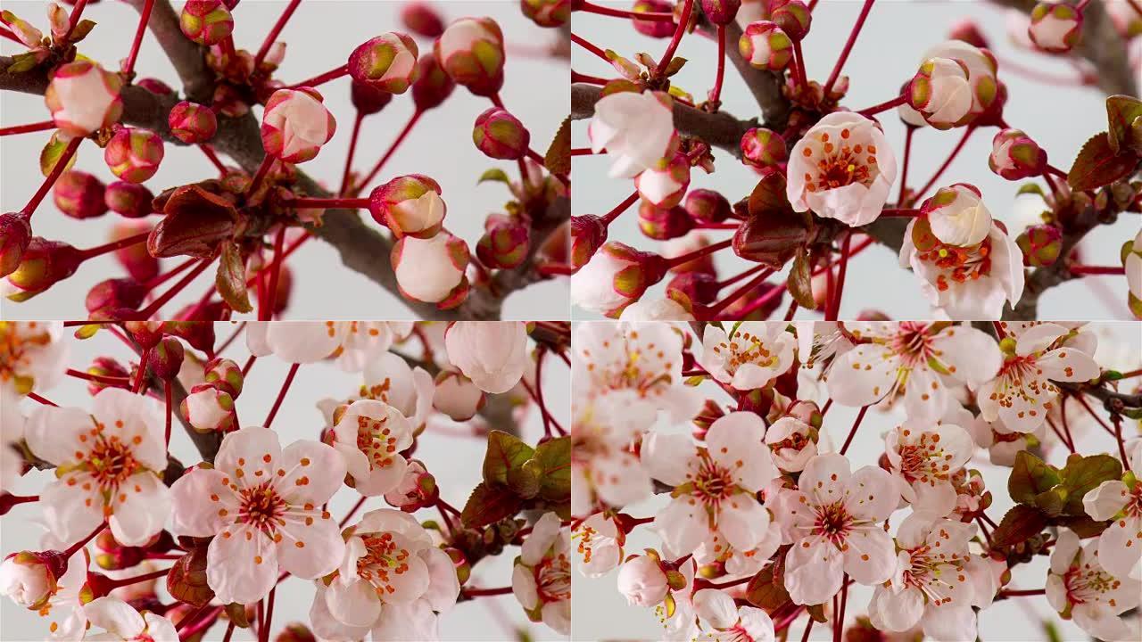 白色樱桃树花。