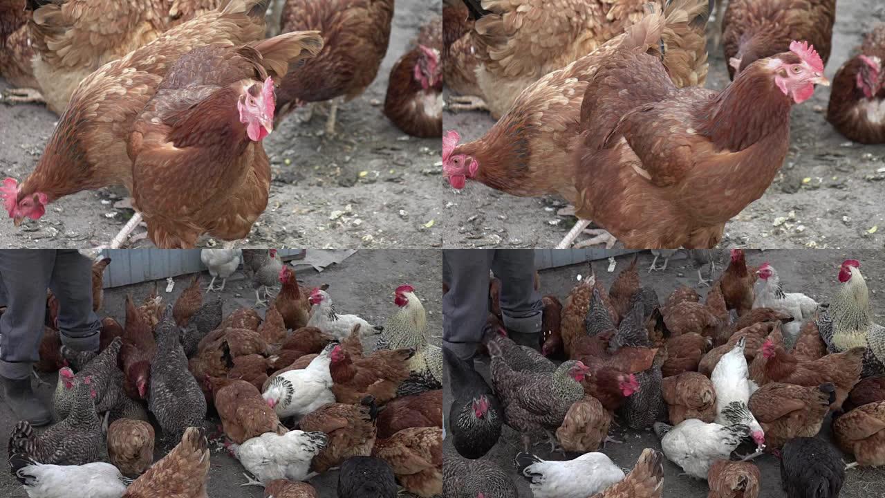 自由放养鸡的两个视频-真正的1080p慢动作250fps