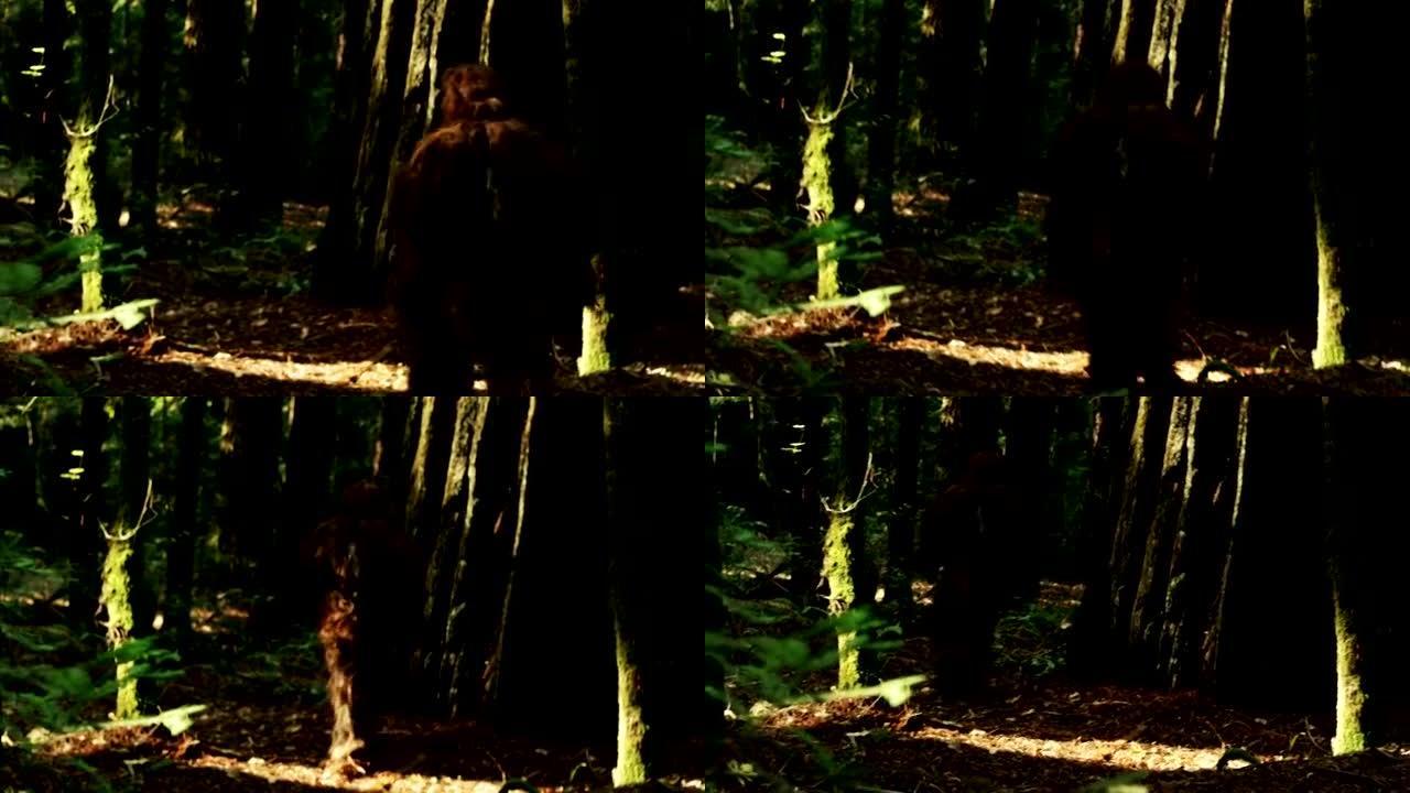 神秘的大脚怪在红木森林深处游荡。