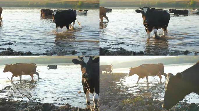 河上的奶牛。奶牛在河水中喝水。奶牛喝水。