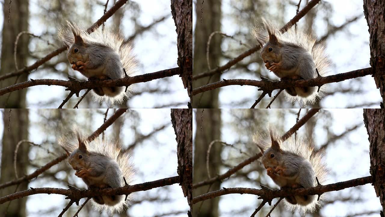 树枝上有趣的红松鼠